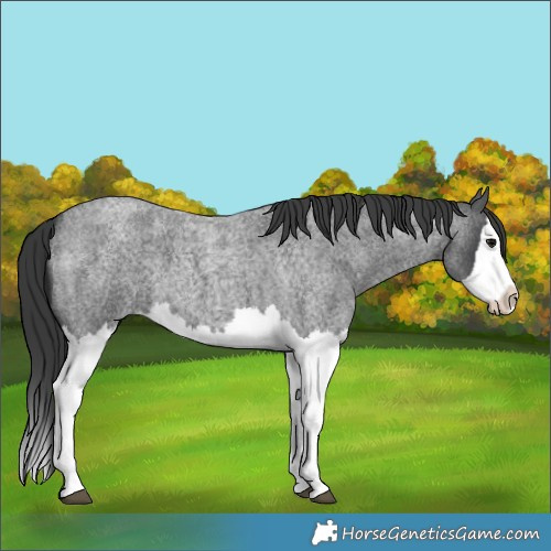 Horse Color:Blue Roan Splash