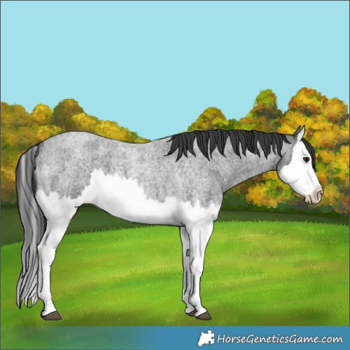 Horse Color:Blue Roan Splash 
