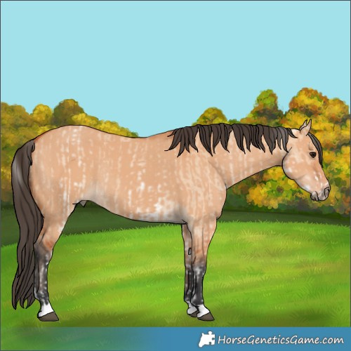 Horse Color:White Spotted Bay Dun Rabicano  and Bay Dun Rabicano 