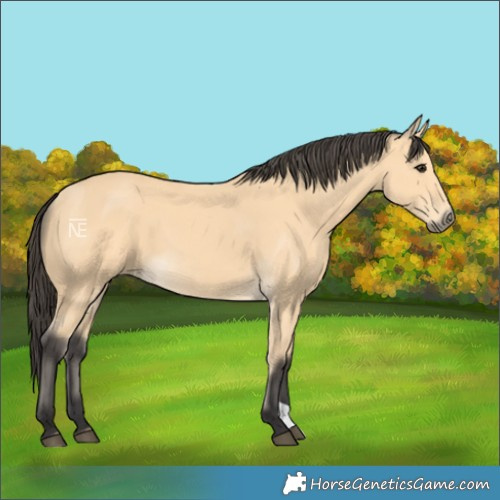 Horse Color:Buckskin