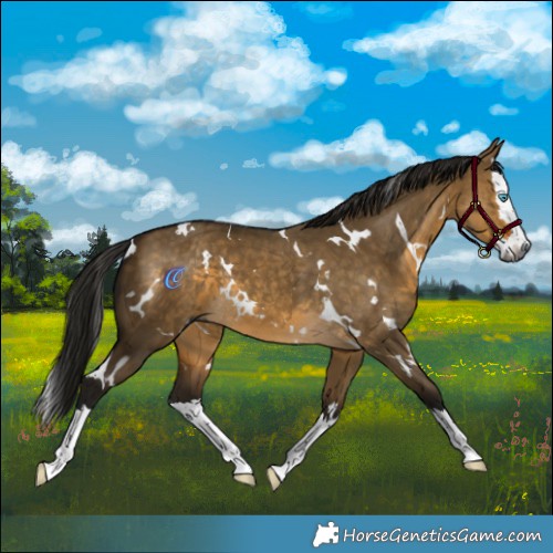 Horse Color:Gray White Spotted Buckskin Dun Splash
