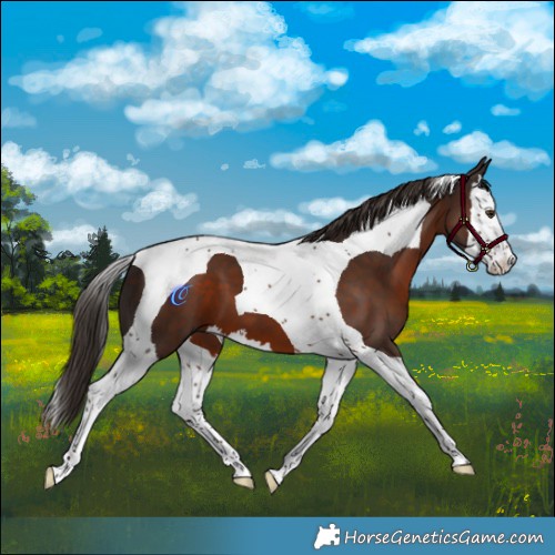 Horse Color:Liver Chestnut Splash Tobiano