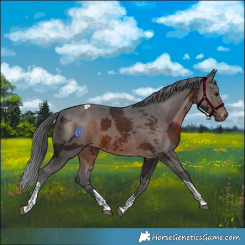 Horse Color:Brown Merle Tobiano 