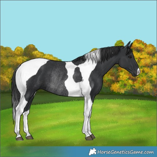 Horse Color:Black Tobiano Rabicano
