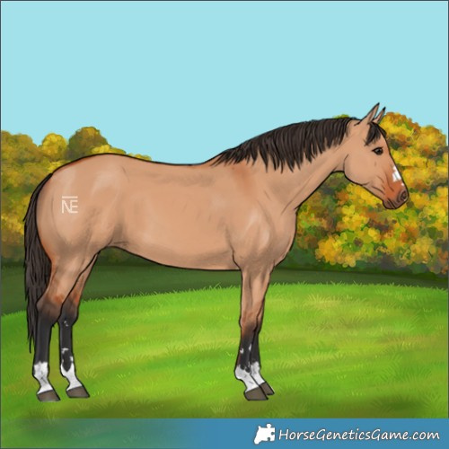 Horse Color:Bay Dun 