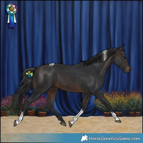 Horse Color:Brown Tobiano 