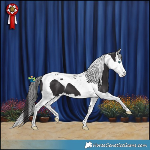 Horse Color:Smoky Black Splash Tobiano 