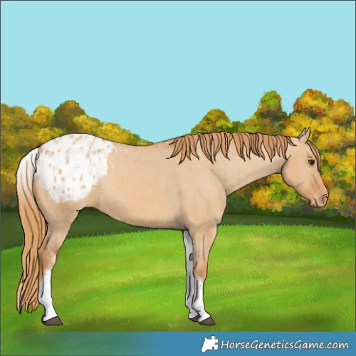 Horse Color:White Spotted Red Dun Blanket Rabicano  and White Spotted Red Dun Blanket Rabicano 