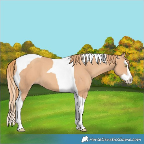 Horse Color:Gold Champagne Splash Tobiano