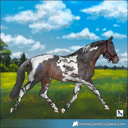 Horse Color:Brown Merle Tobiano Skewed LP Spotted Rabicano