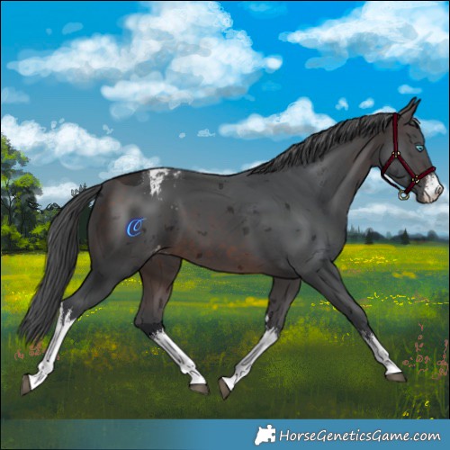 Horse Color:White Spotted Brown Merle Varnish 