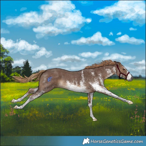 Horse Color:Gray White Spotted Chestnut