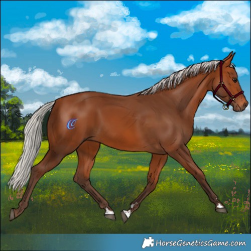 Horse Color:Silver Bay 