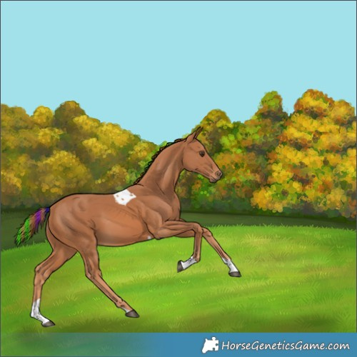 Horse Color:Painted Chestnut Tobiano