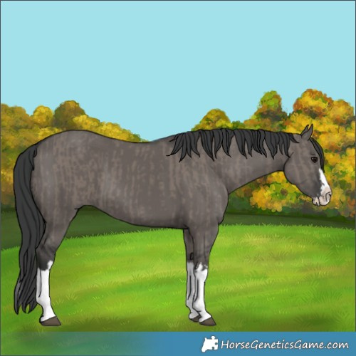 Horse Color:Grullo Sabino Splash  and Grullo Sabino Splash 