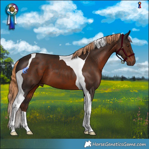 Horse Color:Liver Chestnut Tobiano
