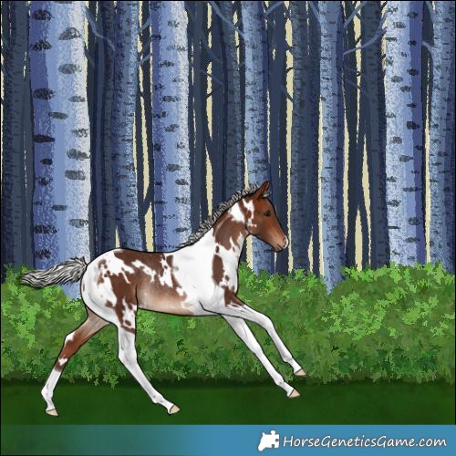 Horse Color:White Spotted Silver Brown Tobiano Rabicano