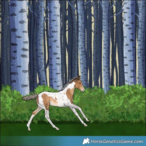 Horse Color:Chocolate Palomino Tobiano Rabicano 