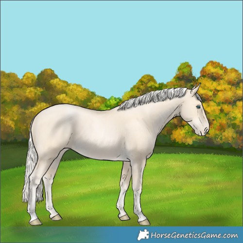 Horse Color:Palomino Pearl