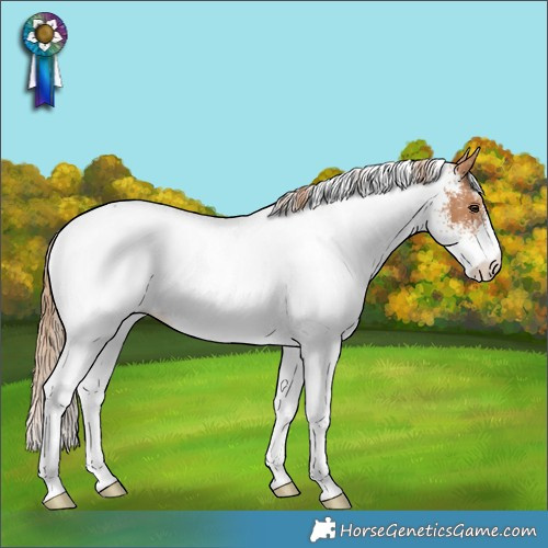 Horse Color:White Spotted Chestnut Rabicano 
