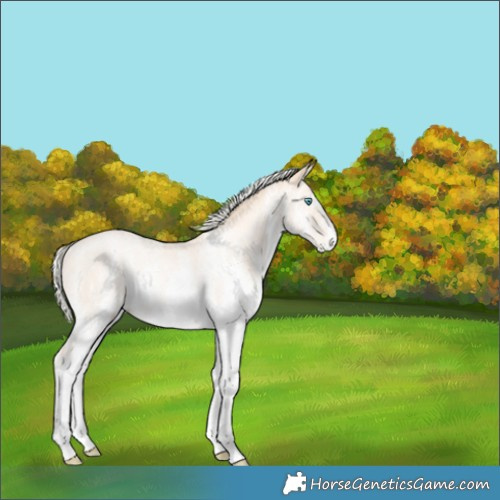 Horse Color:White Spotted Gold Cream Champagne Pearl Rabicano