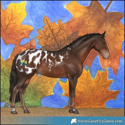 Horse Color:Liver Chestnut Blanket 