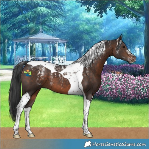 Horse Color:Powder White Brown Tobiano 