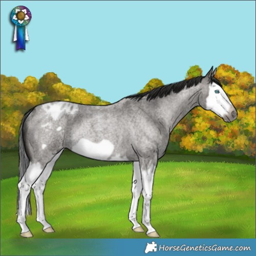 Horse Color:Gray Grullo Roan Splash Frame Varnish Rabicano 