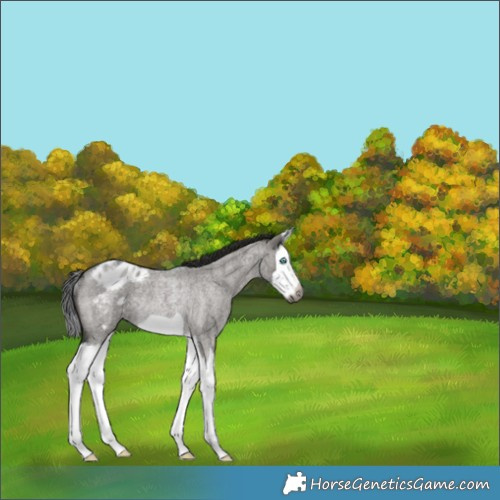Horse Color:Gray Grullo Roan Splash Frame Appaloosa Rabicano