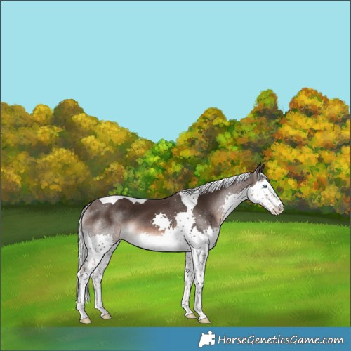 Horse Color:Liver Chestnut Mushroom Splash Tobiano Rabicano