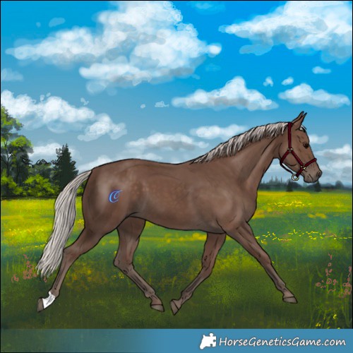 Horse Color:Silver Black