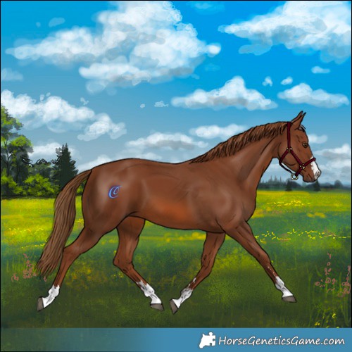 Horse Color:Chestnut 