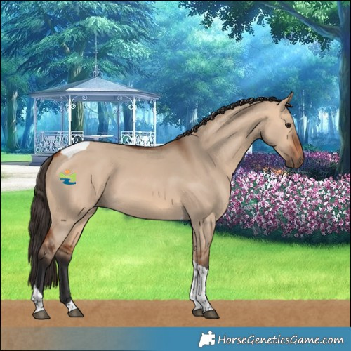 Horse Color:Bay Dun Tobiano