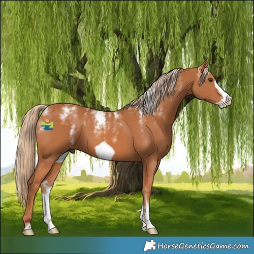 Horse Color:Powder White Chestnut Frame