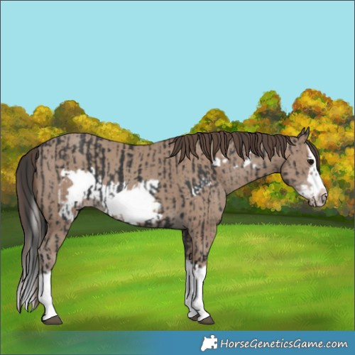 Horse Color:Black Splash Frame  and Classic Champagne Splash Frame 