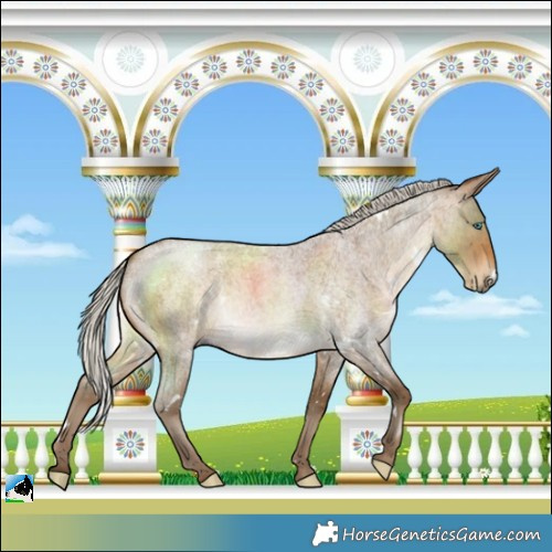 Horse Color:Gray White Spotted Silver Buckskin Roan