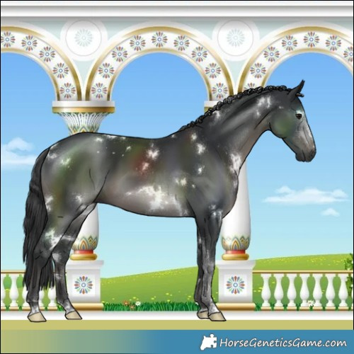 Horse Color:White Spotted Black