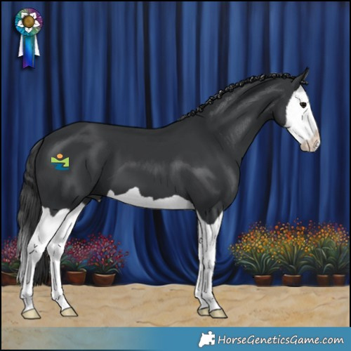 Horse Color:Black Splash