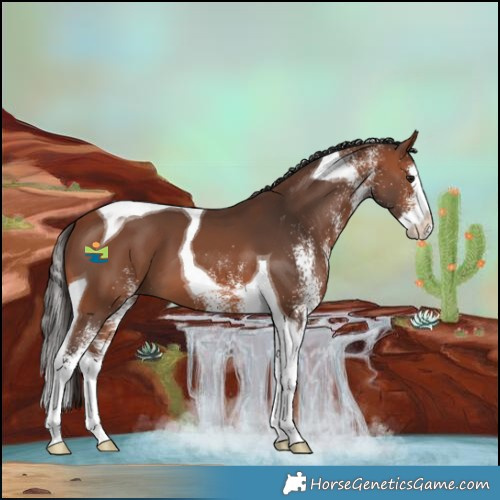 Horse Color:White Spotted Bay Splash Tobiano