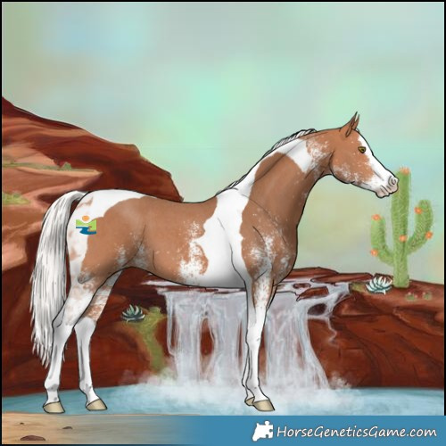 Horse Color:White Spotted Silver Bay Splash Tobiano 