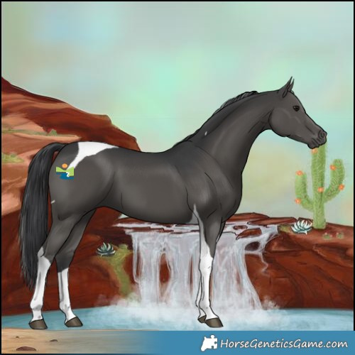 Horse Color:Black Tobiano 