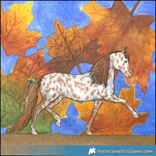 Horse Color:Gold Champagne Near Leopard 
