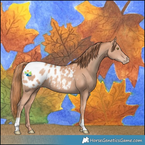 Horse Color:Gold Champagne Blanket 
