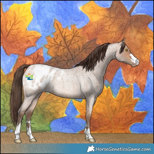 Horse Color:Amber Champagne Roan Blanket 