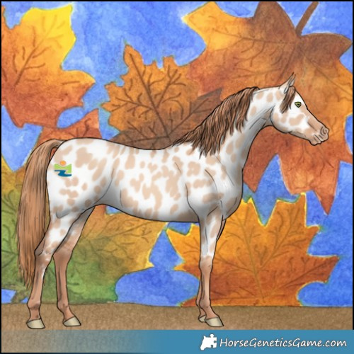 Horse Color:Gold Champagne Dun Near Leopard 