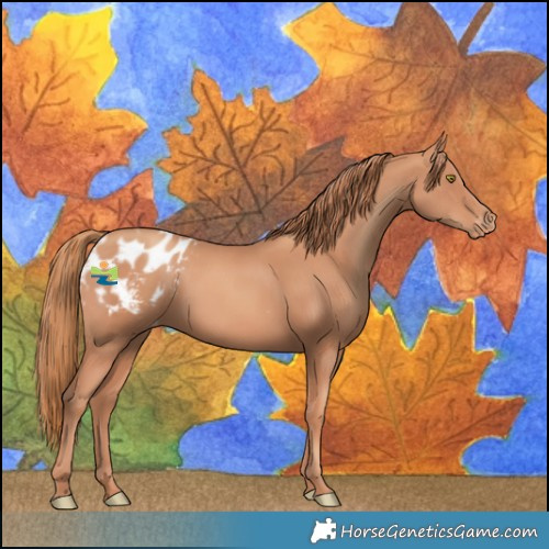 Horse Color:Gold Champagne Blanket 