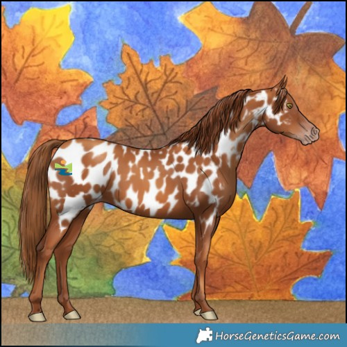 Horse Color:Gray Gold Champagne Near Leopard