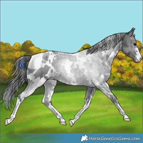 Horse Color:White Spotted Black 