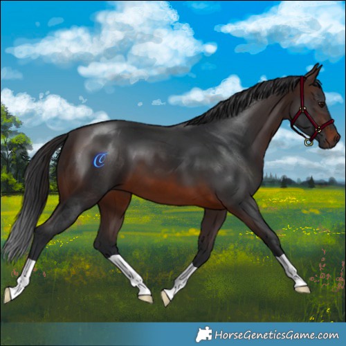 Horse Color:Brown 