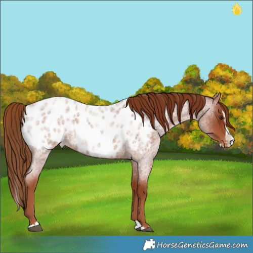 Horse Color:Red Roan Splash Blanket 